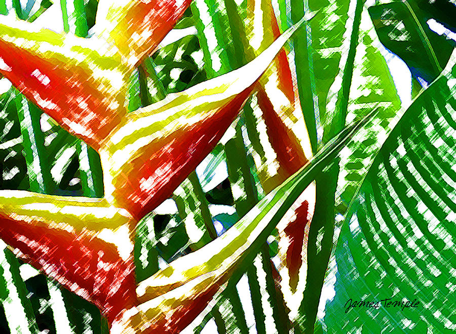 Heliconia Digital Art by James Temple