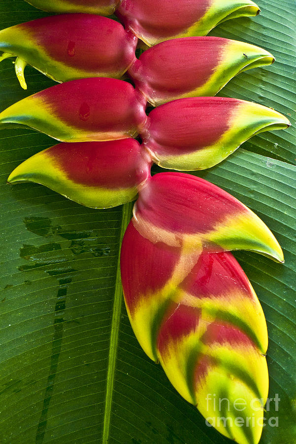Heliconia rostrata II Photograph by Heiko Koehrer-Wagner