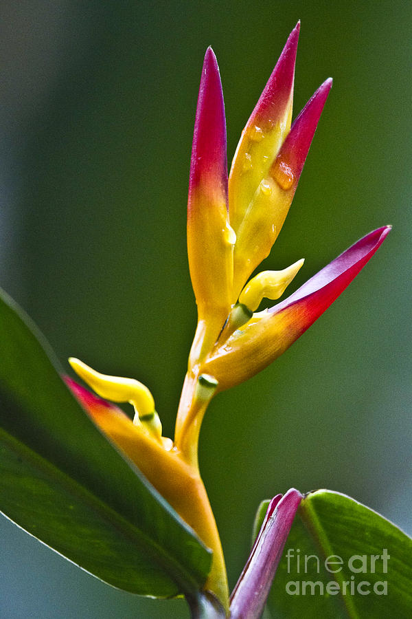 Heliconia schumanniana Photograph by Heiko Koehrer-Wagner