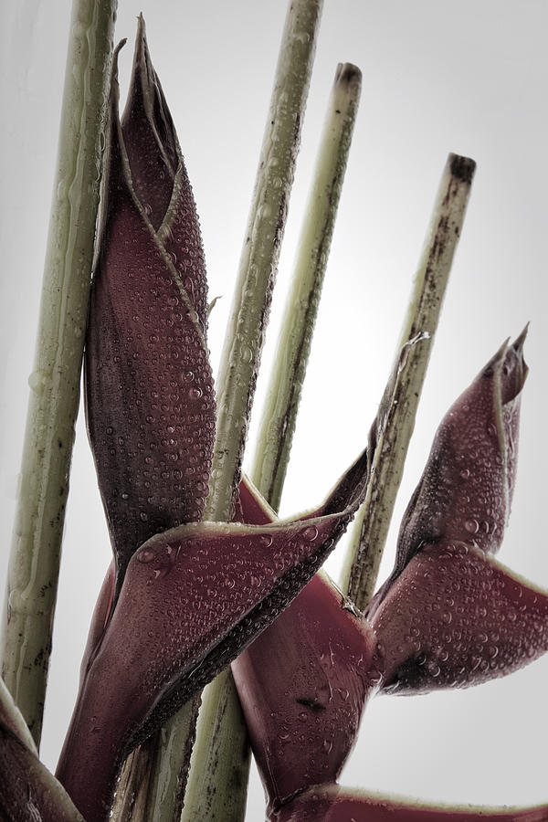 Heliconia Still Life 1 Photograph