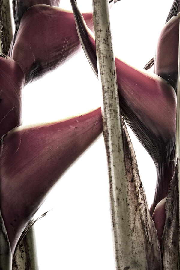 Heliconia Still Life 2 Photograph by Monte Arnold
