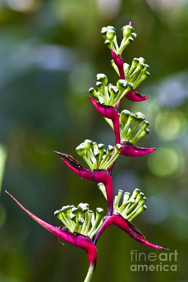 Heliconia subulata Photograph by Heiko Koehrer-Wagner