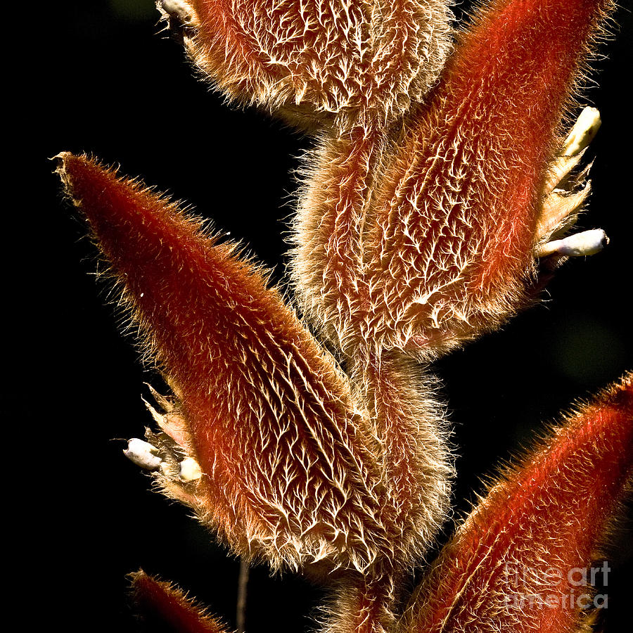 Nature Photograph - Heliconia vellerigera - Zamora Giant by Heiko Koehrer-Wagner