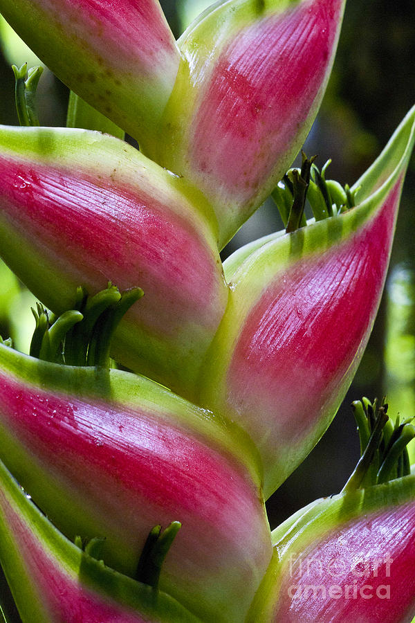 Flowers Still Life Photograph - Heliconia wagneriana by Heiko Koehrer-Wagner