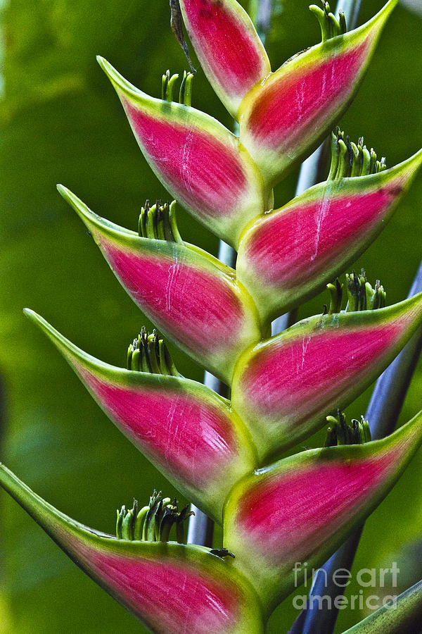 Heliconia wagneriana III  Photograph by Heiko Koehrer-Wagner