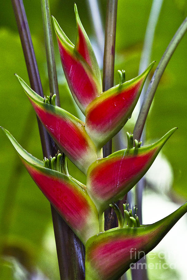 Heliconia wagneriana IV  Photograph by Heiko Koehrer-Wagner