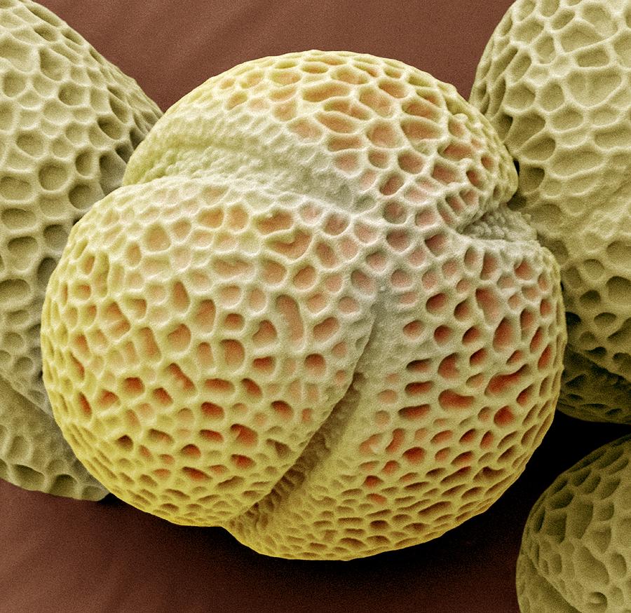 Hellebore Pollen, Sem Photograph by Steve Gschmeissner