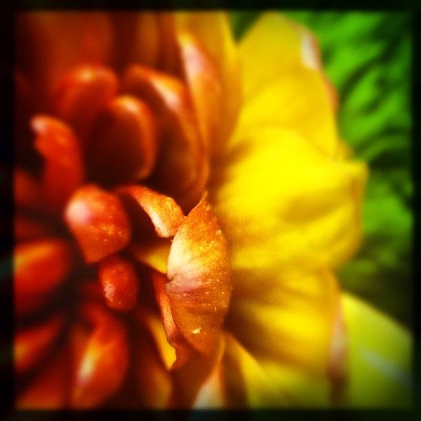 Flower Photograph - Hello Beautiful Fall #hipstachallenge by Molly Slater Jones