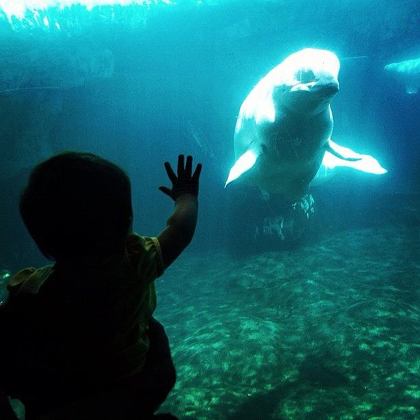 Nature Photograph - Hello Beluga by Madeleine Claire