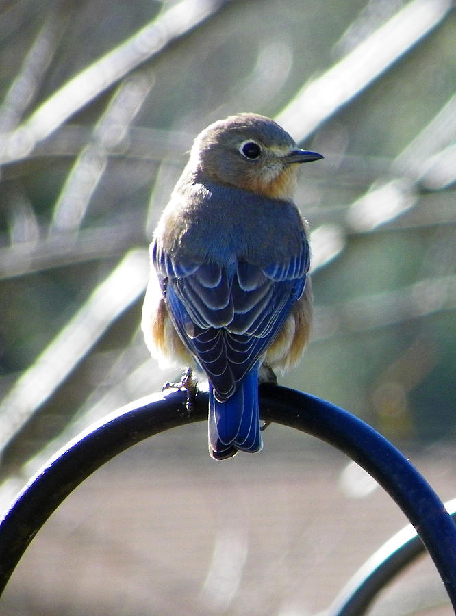 Hello Bluebird Photograph by Judy Wanamaker