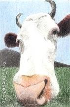 Hello Cow Drawing by Ana Tirolese