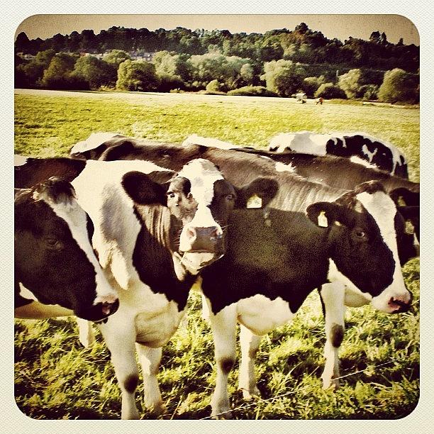 Cow Photograph - Hello #cows, Goodmorning #igers by Wilbert Claessens