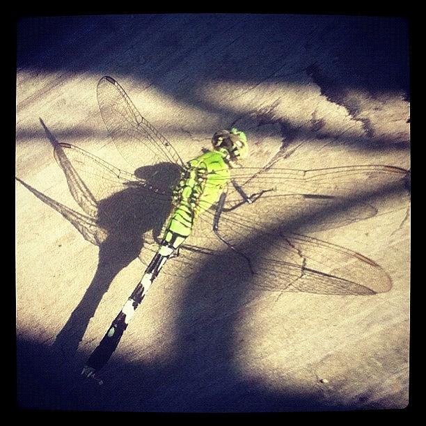 Hello Dragonfly Photograph by Priscilla  Quinlan