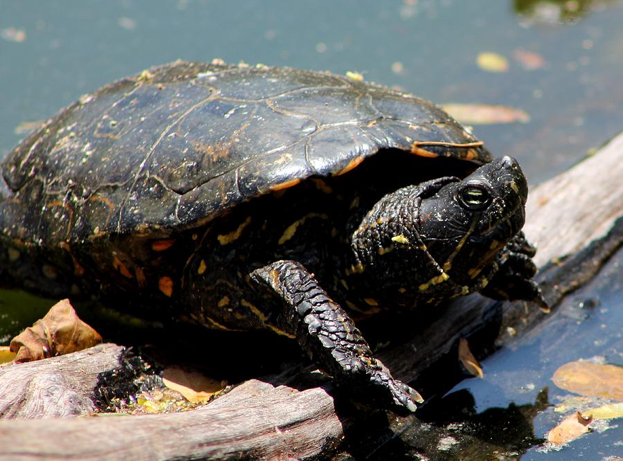 Hello Grumpy Photograph by Elizabeth Doran - Fine Art America