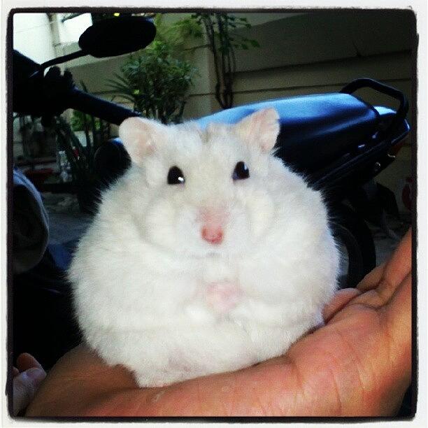Shine Photograph - Hello..! May I Help You..? :d #hamster by Stefanus Gunawan
