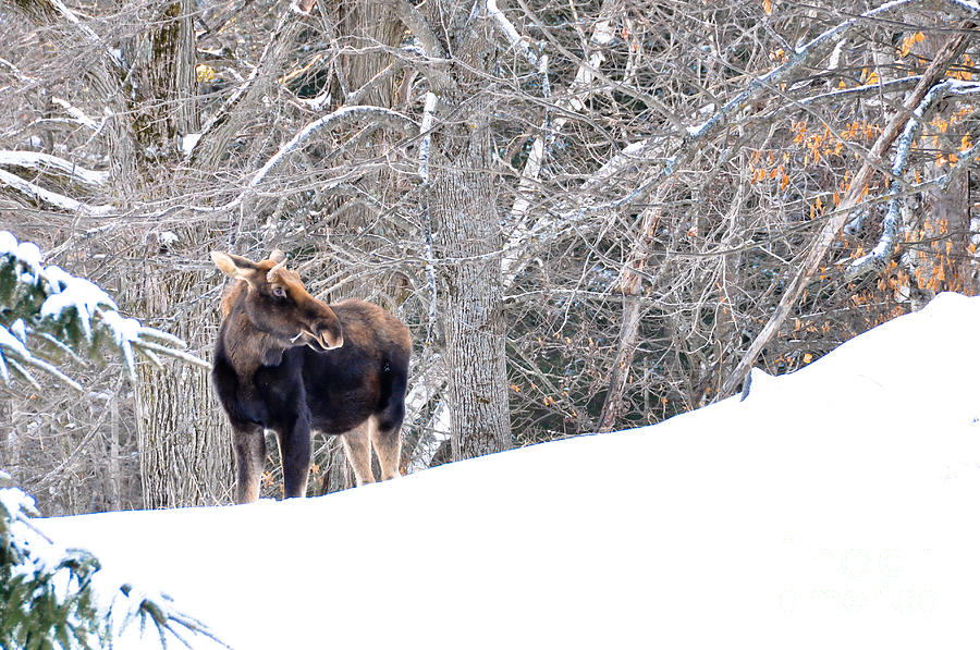 Hello Moose Photograph by Cheryl Baxter