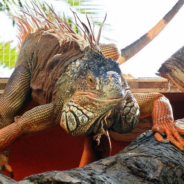 Reptile Photograph - Hello Mr Iguana! #webstagram by Tanya Sperling
