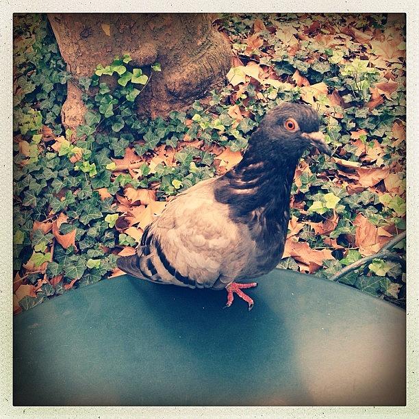 Hello, Pigeon! Photograph by Bonnie Natko