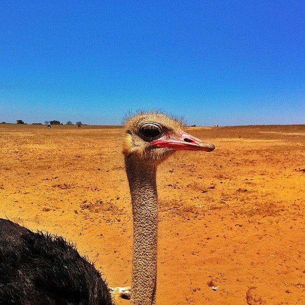 Ostrich Photograph - Hello Porto Covo! by Filipe Carlos