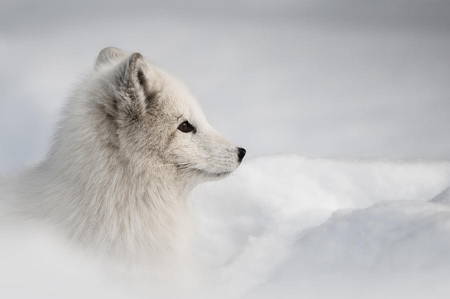 Fox Photograph - Hello Pretty Lady  by Andy Astbury