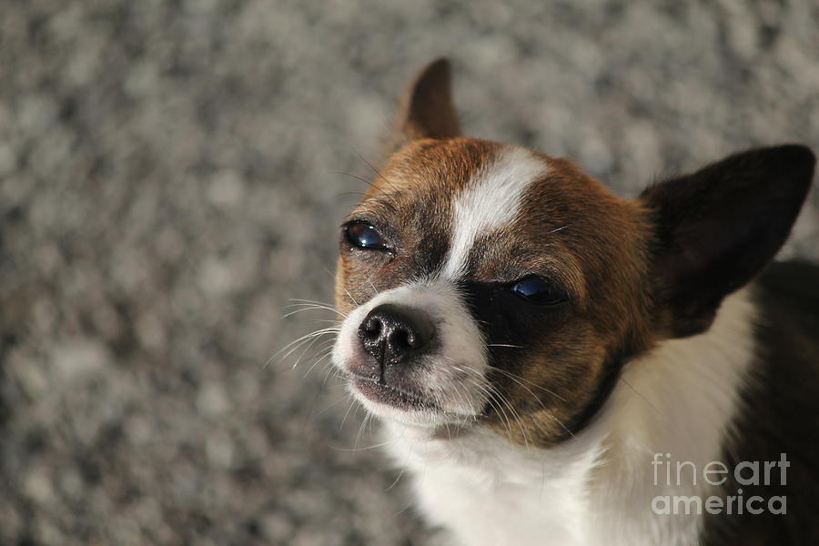 Chihuahua Photograph - Hello by Sheri Simmons