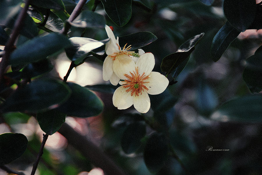 Flower Photograph - Hello Spring by Georgiana Romanovna