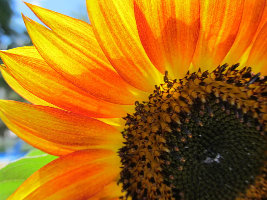 Hello Sunflower Photograph by Tina M Wenger | Fine Art America