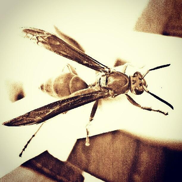 Hello Wasp! & Hello Ig :-) Photograph by Kat Carmean