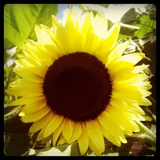 Sunflower Photograph - Hello Yellow! by Mary Rose