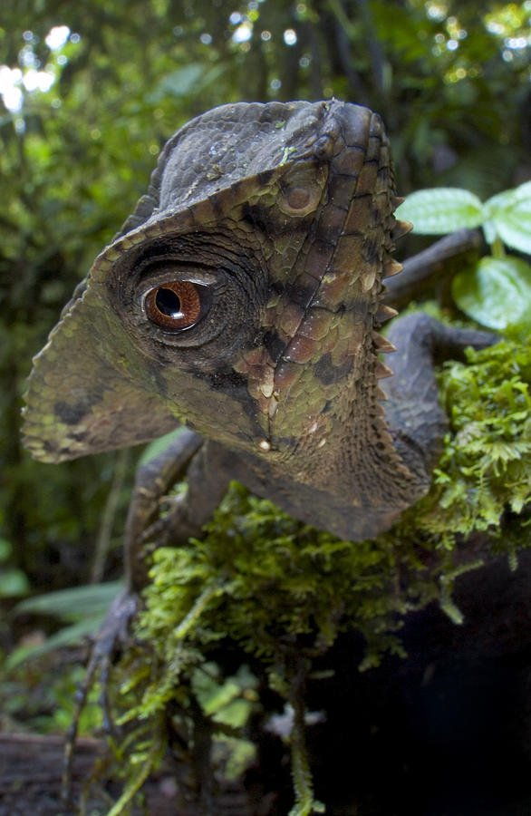Helmeted Iguana Costa Rica Photograph by Piotr Naskrecki