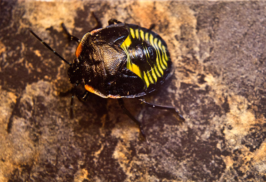 Hemiptera Nymph on Rock 4 Photograph by Douglas Barnett - Fine Art America