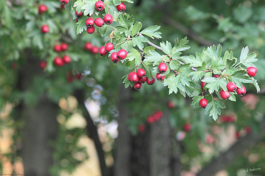 Hemlock Berries in Early Autumn Photograph by Mick Anderson