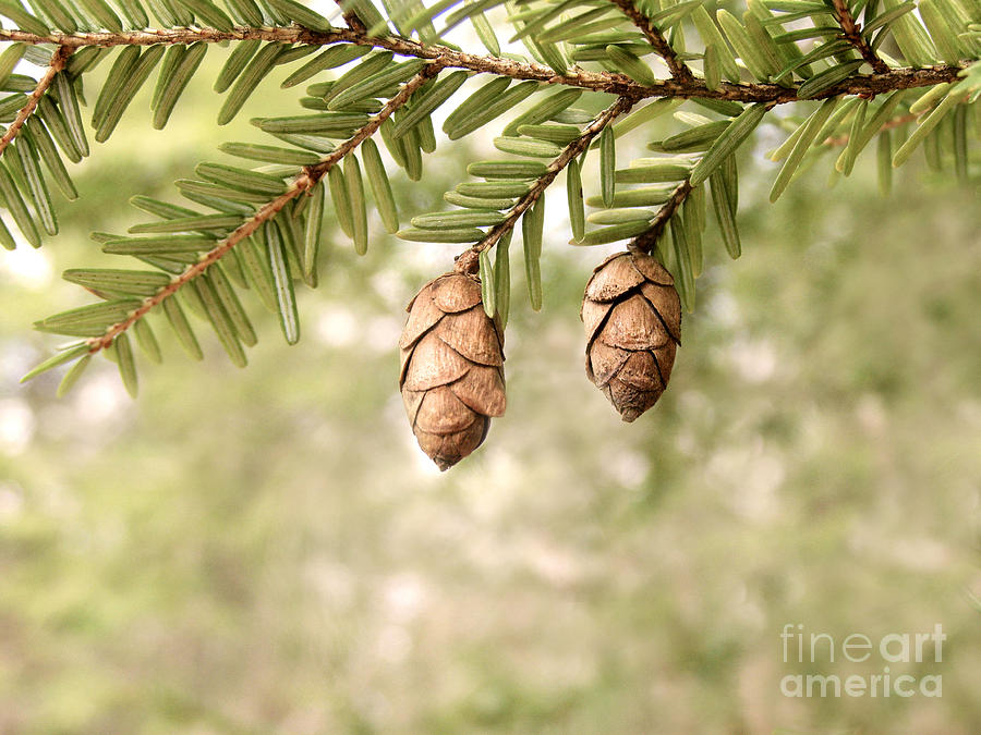 Hemlock Cones Photograph by Angie Rea