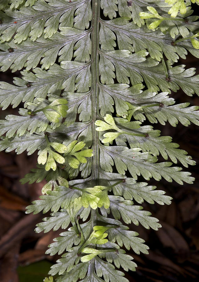 Summer Photograph - Hen And Chickens Fern (asplenium Sp.) by Bob Gibbons