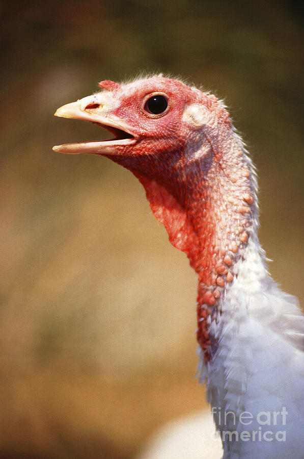 Hen Turkey Portrait Photograph by Science Source