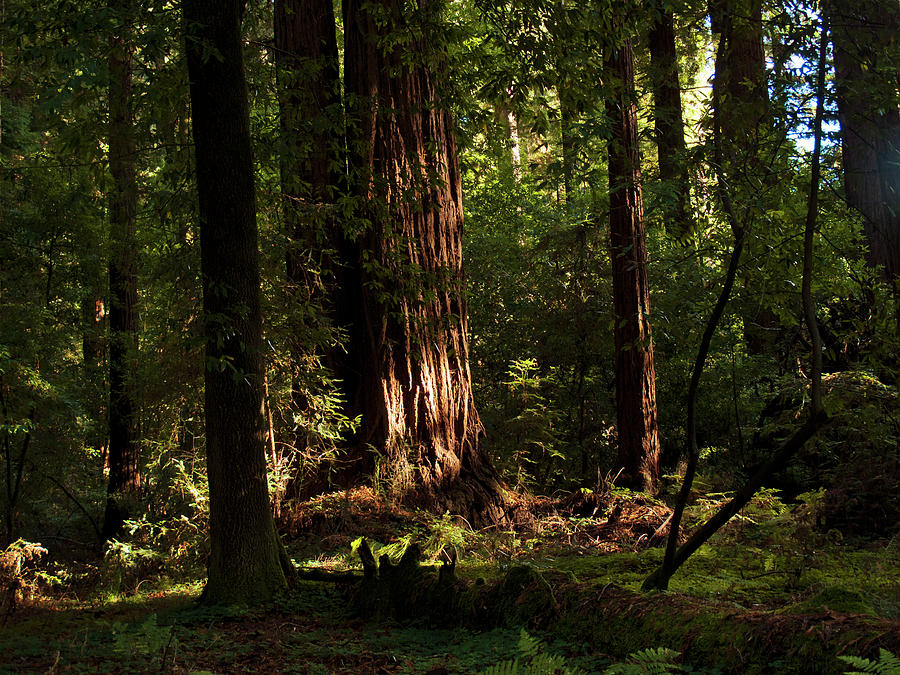 Henry Cowell Redwoods Santa Cruz California Landscape photography Larry Darnell Photograph by Larry Darnell