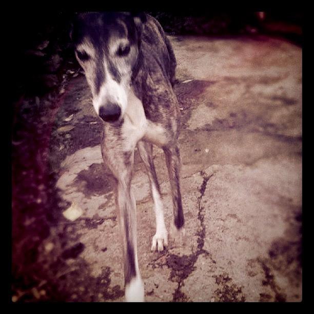 Dog Photograph - Henry The Lurcher #dog #lurcher #henry by Rory Mantel