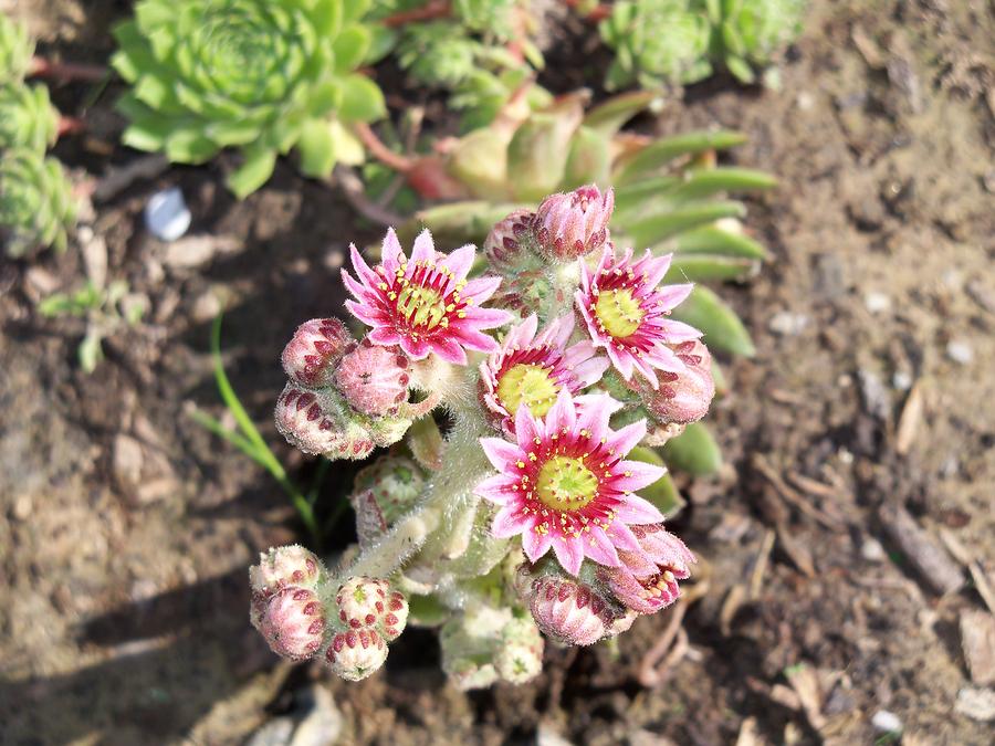 Hens and Chicks Flowers Photograph by Corinne Elizabeth Cowherd
