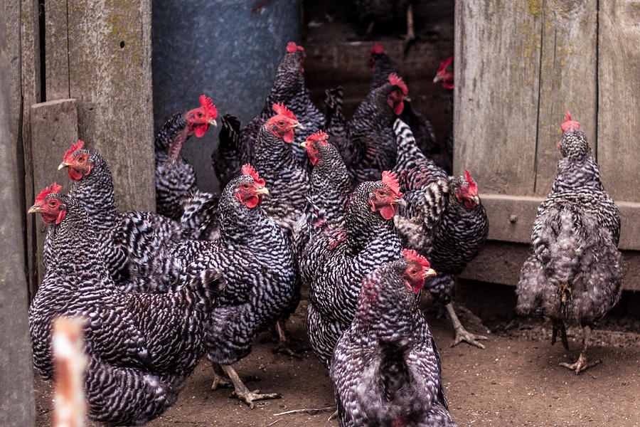 Hen Photograph - Hens at the Coop by Chris Fullmer Hen Photograph - Hens at the Coop by Chris Fullmer