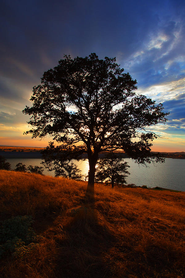 Sunset Photograph - Hensley Tree by Donovan Conway