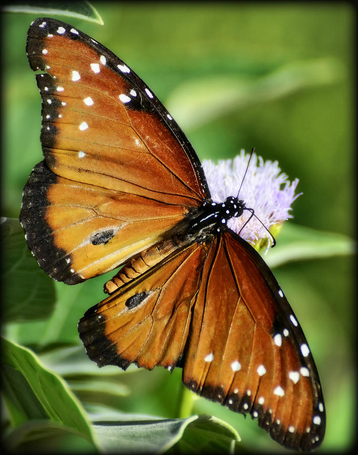 Butterfly Photograph - Her Majesty.. the Queen  by Saija Lehtonen