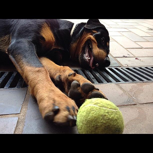 Dog Photograph - Hera!!!! #hera #rottie #rottweiler by Adriana Guimaraes