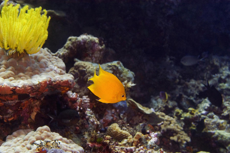 Herald's Angelfish (centropyge Heraldi) Swimming Underwater, North ...