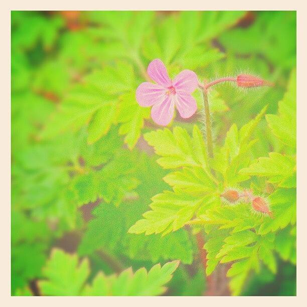 Nature Photograph - #herb #robert #geranium #wildflower by Linandara Linandara
