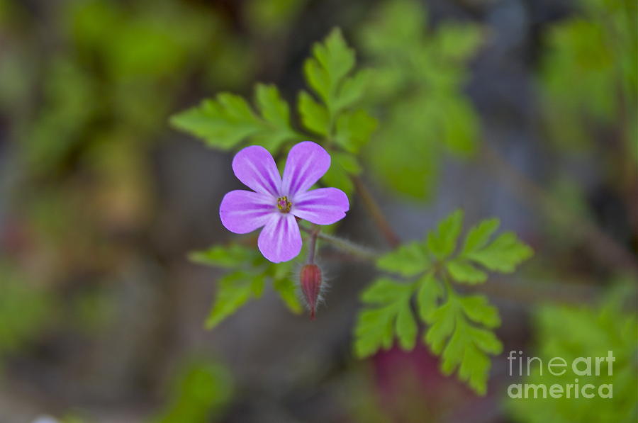 Herb Robert Photograph by Sean Griffin