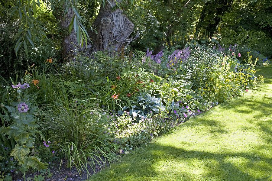 Herbaceous Border Photograph by Sheila Terry | Fine Art America