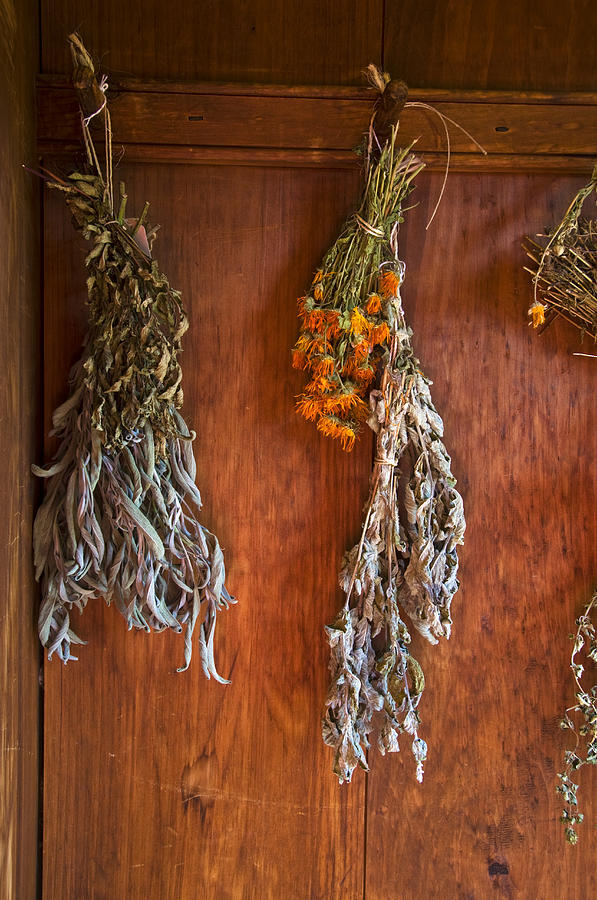 Herbs Hanging To Dry Todd Gipstein 