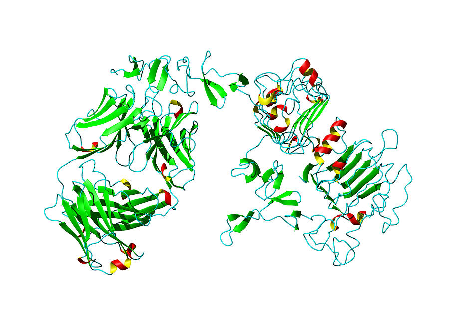 Herceptin Breast Cancer Drug Molecule Photograph by Dr Tim Evans