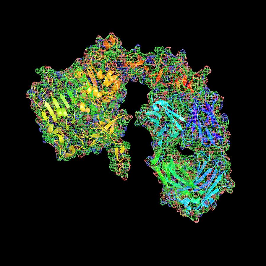 Herceptin Breast Cancer Drug Molecule Photograph by Pasieka - Fine Art ...