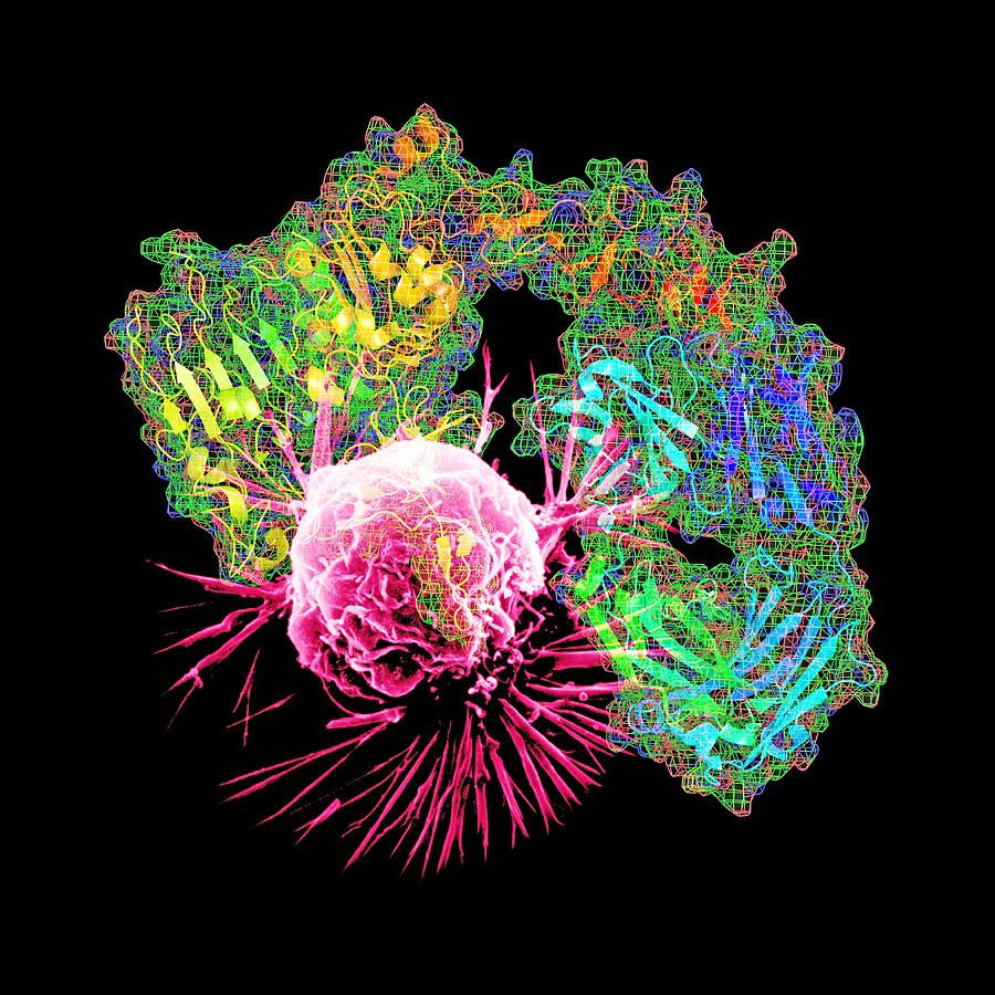 Herceptin Drug And Breast Cancer Cell Photograph by Pasieka